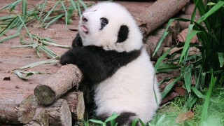 【大熊猫和花】累了就停下休息一会，休息好了再继续努力~