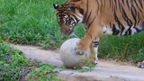 Tiger moves a stone ball easily and play with it