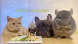 Animal Mukbang | Four Pets Eating Food