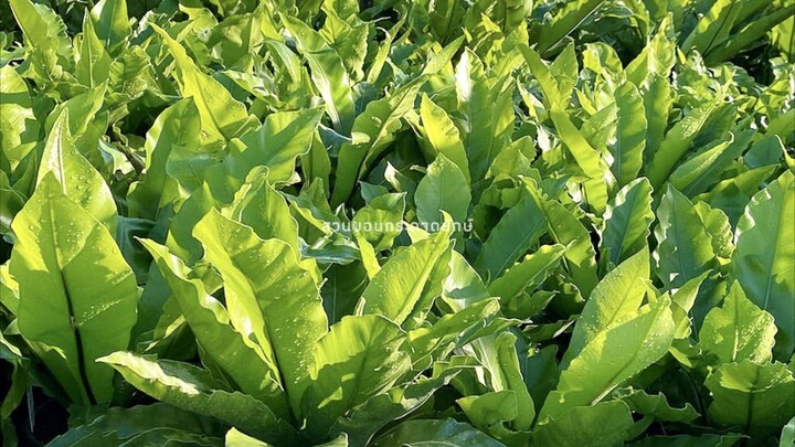 เฟิร์นข้าหลวง🌿 ฟร์อมใหญ่ใบสวย