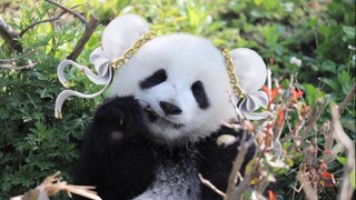 [Hewan]Panda Kembar Bernama Baobao dan Doudou