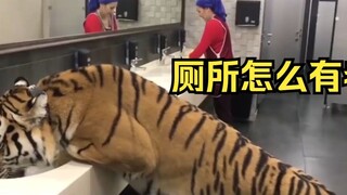 Japanese Lolita was confused after watching "What to do if you encounter a big tiger in the bathroom