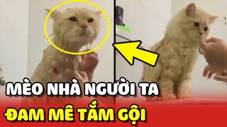 Chiếc mèo NHÀ NGƯỜI TA đam mê TẮM khiến nhiều Sen thèm muốn 😂 | Yêu Lu