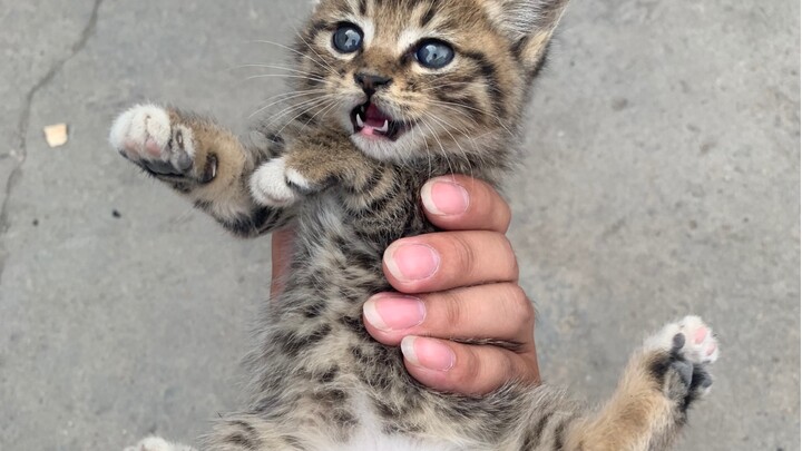 After five years, my car finally has a cat