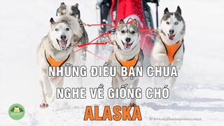 Chó ALASKA và những điều bạn cần phải biết trước khi nuôi  | Dayspet