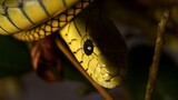 รวมงูพิษบนโลก : งูแบล็กแมมบา งูหางกระดิ่ง งูจงอาง INDIGO SNAKE ฯลฯ