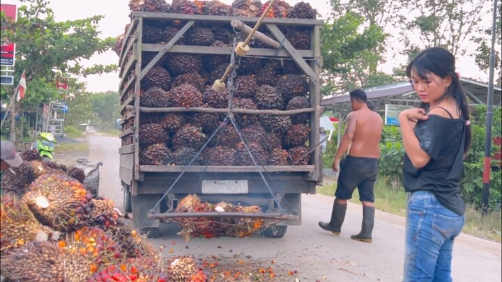 Nimbang sawit Kalimantan tengah || Bersama anak bos muda banjar