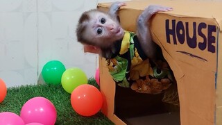 Big fun for Baby monkey Mino with toy and friends