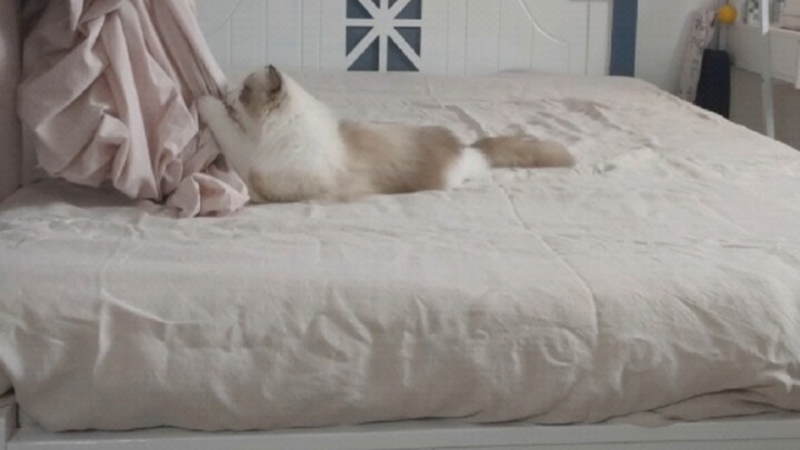 [Mèo] Mèo của bạn trong lúc bạn trải giường
