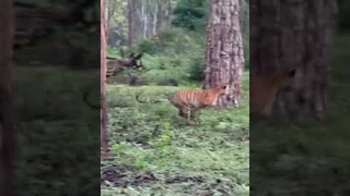 Tiger Vs Deer Vs Elephant