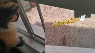 Bird visit my Cats || Clowder zone