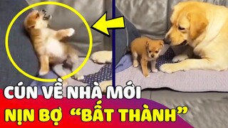 Kiếp nạn của 'BÉ CÚN' khi vừa về nhà mới lại gặp phải đứa 'ANH TRAI TÍNH NHÂY' 😅 Gâu Đần