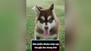 Tìm nhà mới cho siêu phẩm Alaska LearnOnTikTok dcgr tuitienpet petonesaigon alaska