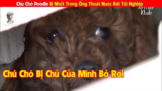 Chú Chó Poodle Bị Chủ Nhốt Trong Ống Thoát Nước Suốt 2 Tháng | Review Con Người Và Cuộc Sống