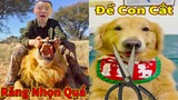 Thú Cưng TV | Tứ Mao Đại Náo #62 | Chó Golden Gâu Đần thông minh vui nhộn | Pets cute smart dog