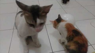 Kucing vs balon apakah balon meledak?