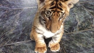 Kucing Ini Terlihat Seperti Harimau