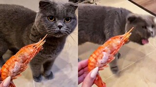 Funny Cat Reaction To Food- Try Not To Laugh 😹Pet Videos Super Cats