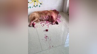 và thế là hết 😖🤣  pet dog thucung petlover xuhuong