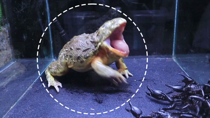 [Animals]Big bullfrog VS five scorpions
