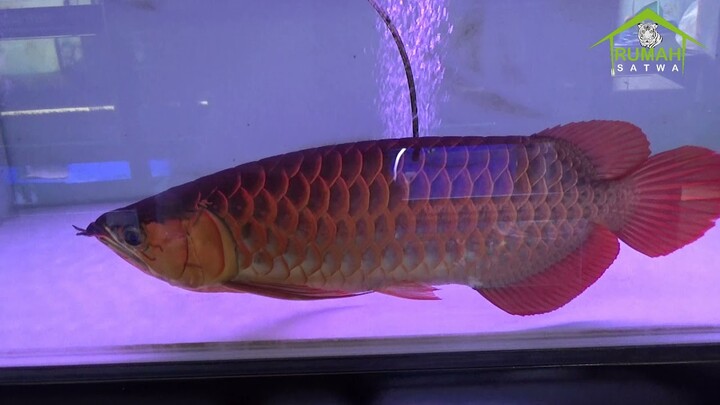 KOLEKSI IKAN HIAS | Karlis Pasar Lama
