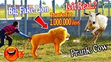 Big Fake Lion vs Real Cow Prank Very Funny With Wondering Scared Reaction