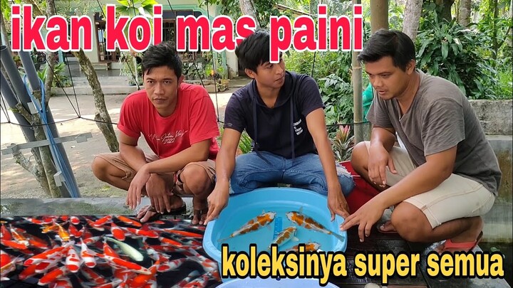 menangkap 20anekor ikan koi di kolam minimalis,ikanya bagus bagus semua