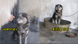 [Cún cưng] Cún nhà khác về nhà ăn Tết, cô gái này mang chó về đào than