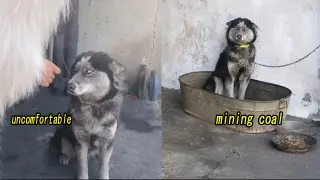 [Dogs] Husky Played With Coal And Made Itself Full Of Dirt