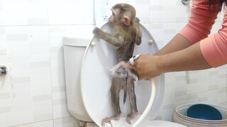 OhNo!! Baby Monkey Maku Cry Loud Not Let Mom Clean His Dirty @ Change Diaper This Morning