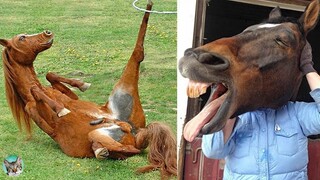 Funny Horse Fails Videos- 🤣Try Not To Laugh| Amazing Animals