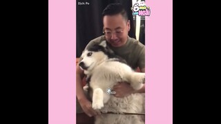 [Vietsub] Bé husky vô tình dính phải "ngải heo" 😂 | Ổ nhỏ của Hoài