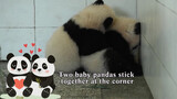 [Hewan] Dua panda muda bermain di pojokan