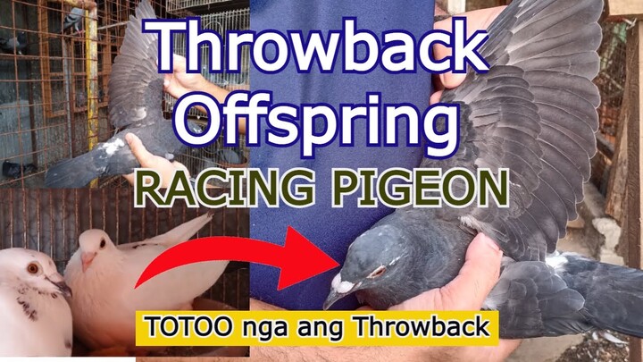 Throwbacks of the Offspring | Racing Pigeon