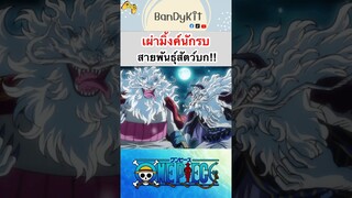 วันพีช:เผ่ามิ้งค์ #shorts #roblox #bloxfruits #fypシ #onepiece #tiktok #fyp #anime #วันพีช #gaming