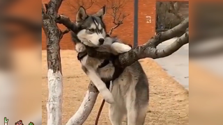 Selamanya Kau Tak Akan Tahu Isi Pikiran Husky~