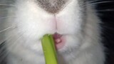 【Pet】Bunny is eating celery