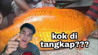 Cerita mistis ikan Mas di DANAU TOBA