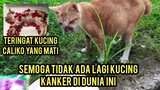 Astagfirullah Sedih Banget Kucing Mona Yang Kena Kankerr Tumbuh Lagi Padahal Sudah Habis Habisan..!
