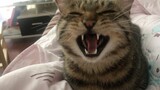 [Hewan]Kucing lucu ingin tidur dengan pemiliknya