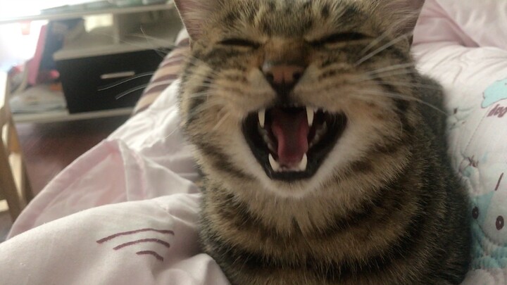 [Animals]A cute cat wants to sleep with its owner