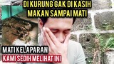 Astagfirullah Kasus Kucing Di Kandangin Gak Di Kasih Makan Sampai Mati Ini Reaksi Cats Lovers Tv..!