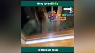 nuôi hồ ly mà lại thành Husky 😃mereviewphim reviewphimhay tvshowhay reviewphim nntreview2