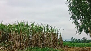อากาศ  ชนบท