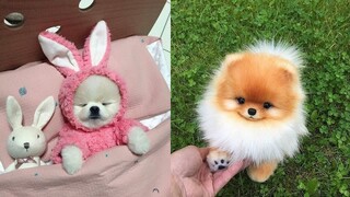 Adorable Mini Pomeranian | Funny and Cute Pomeranian Videos #12 | CuteVN