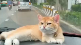 my cat is enjoying in the car