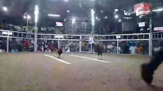 3stag sa pugo rhea 209 gf zkap Llanes