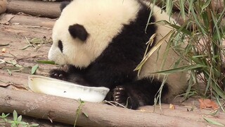 【大熊猫和花】胖头花抱着冰块睡觉觉，侧面看好像豚鼠呀