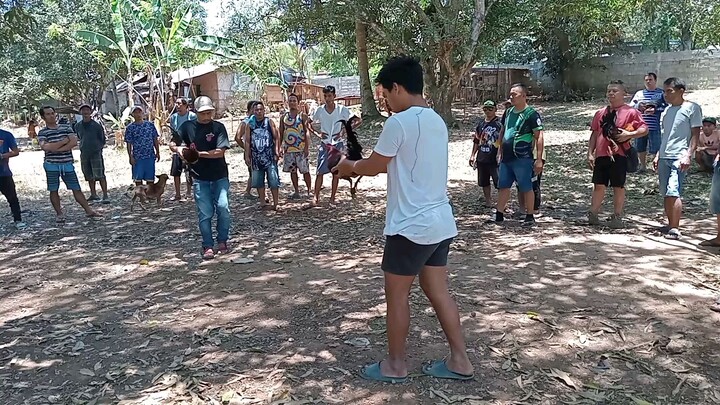 gamay nalang lage daw kulang samoa hambog nga mga kalaban