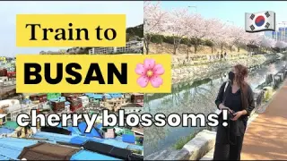 TRAIN TO BUSAN from Seoul 🏖 Korea Vlog 🇰🇷 cherry blossoms, gamcheon culture village, haeundae beach
